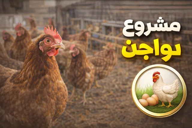 كيف تبدأ مشروع تربية الدواجن وتحقيق الربح