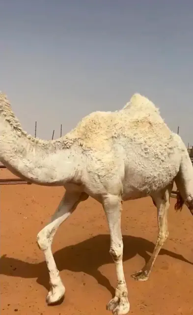 حيل وضحى