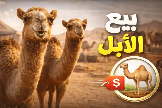 دليل بيع وشراء الإبل في السعودية