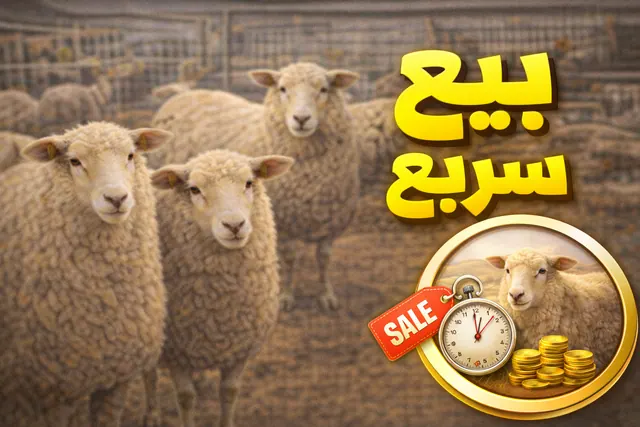 أفضل طريقة لبيع المواشي بسرعة وبسعر ممتاز