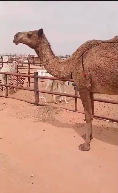 لقحه صفراء