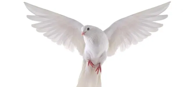 تنفيذ مشاريع مزارع الحمام
