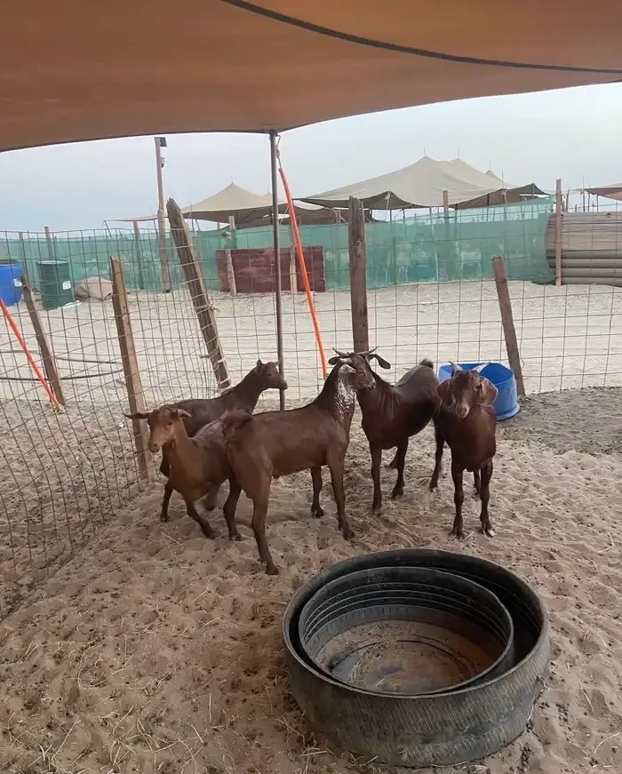 تيوس محايلي ذبائح