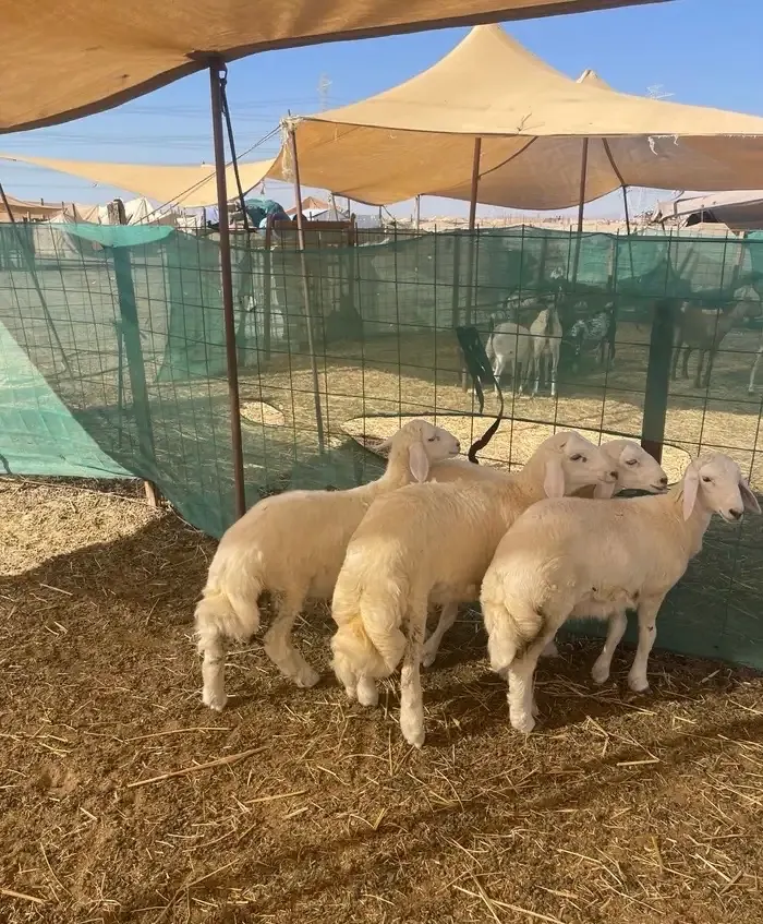 طليان حرية وتيوس ذبيحتك لباب البيت بسعر طيب