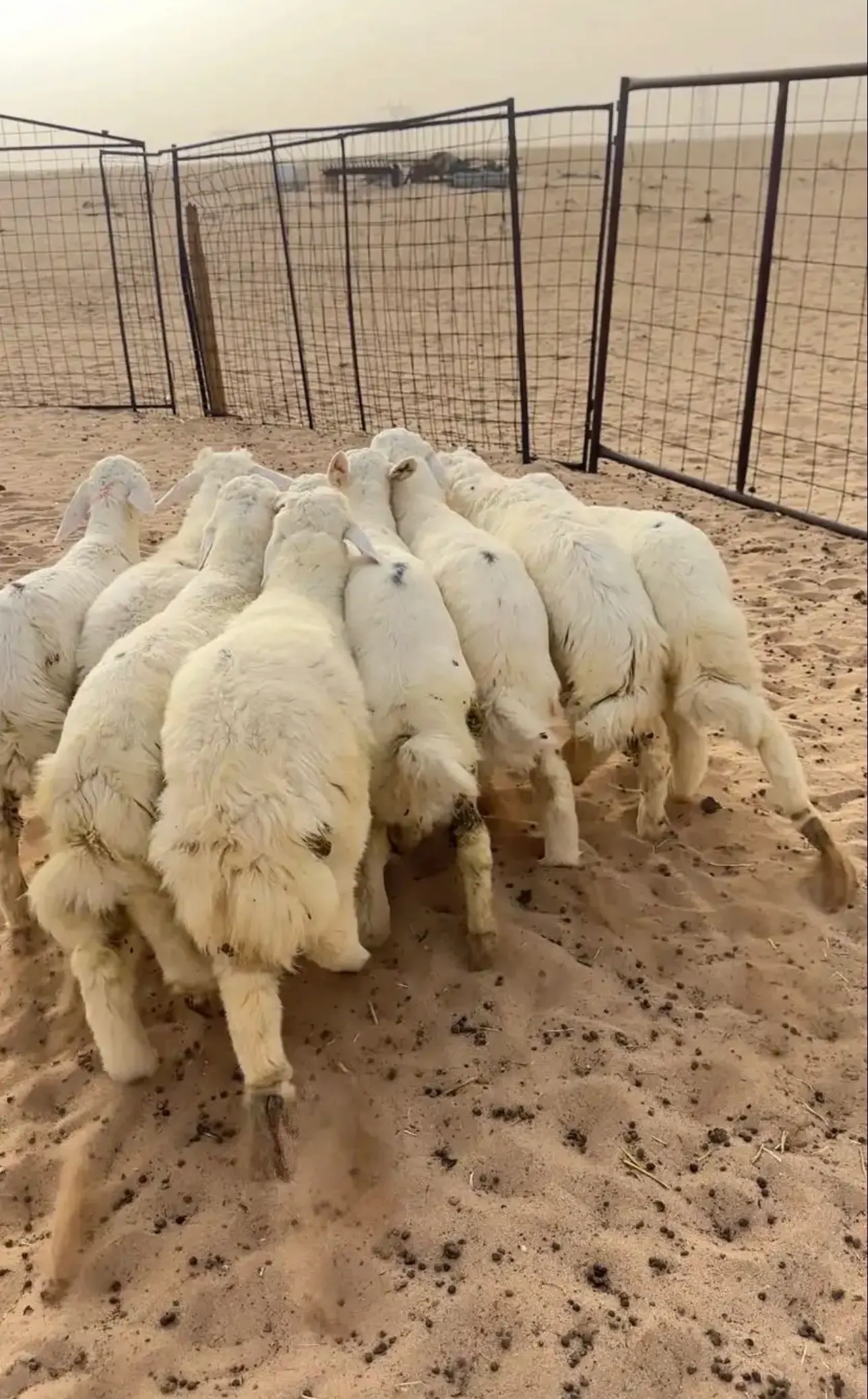 طليان