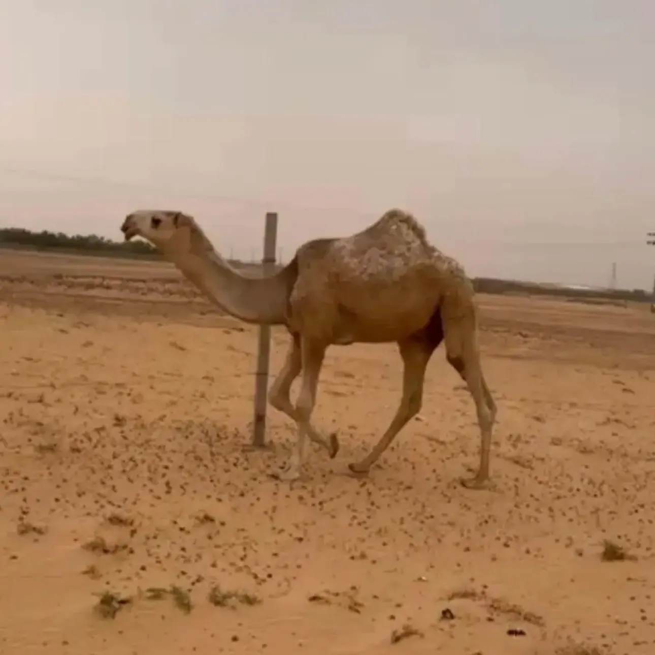قعود باتلي