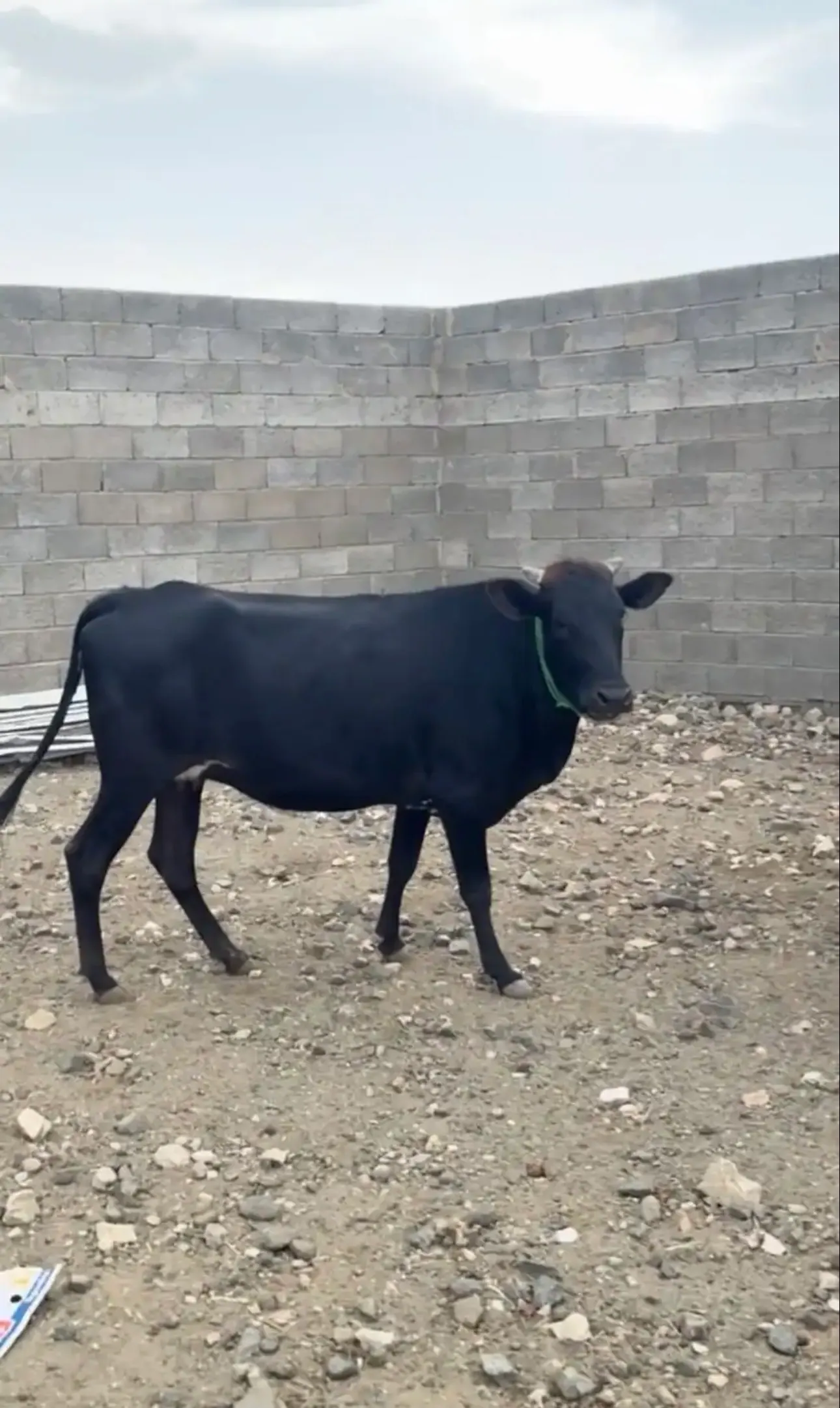 بقر فواخر