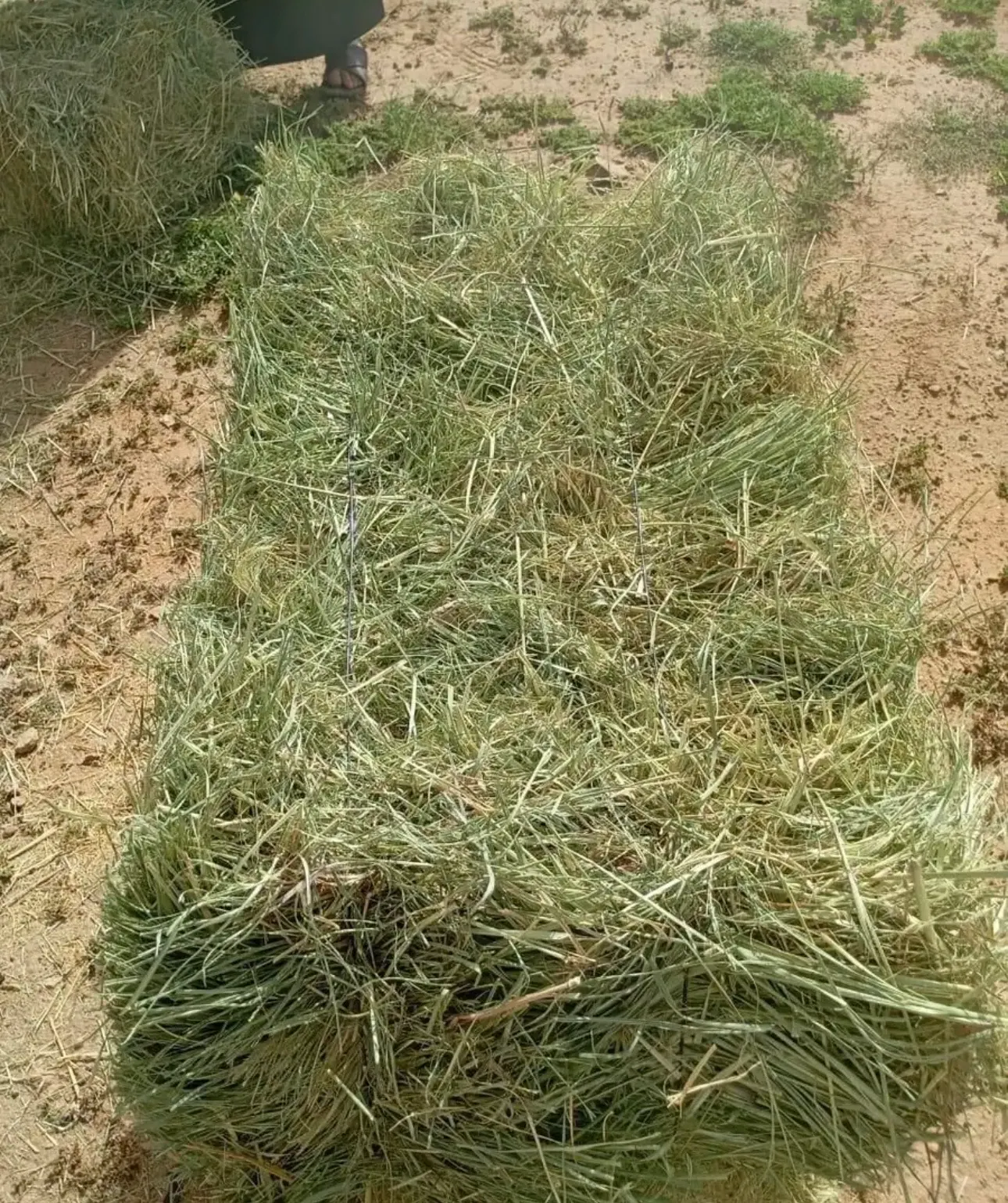 رودس
