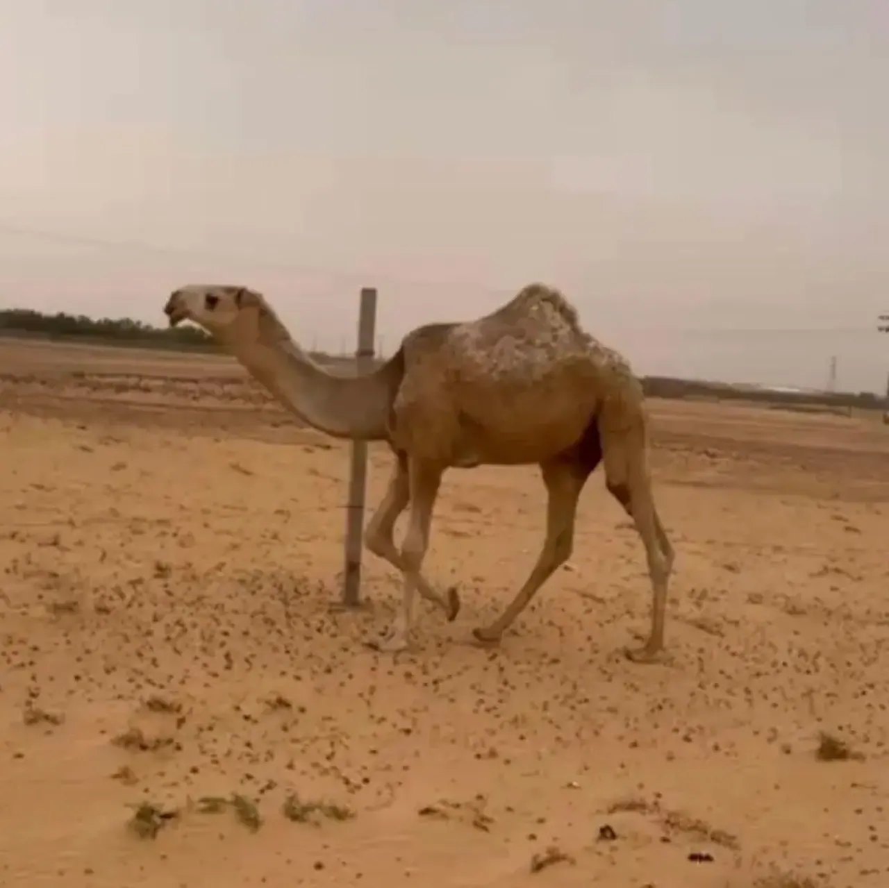 قعود باتلي