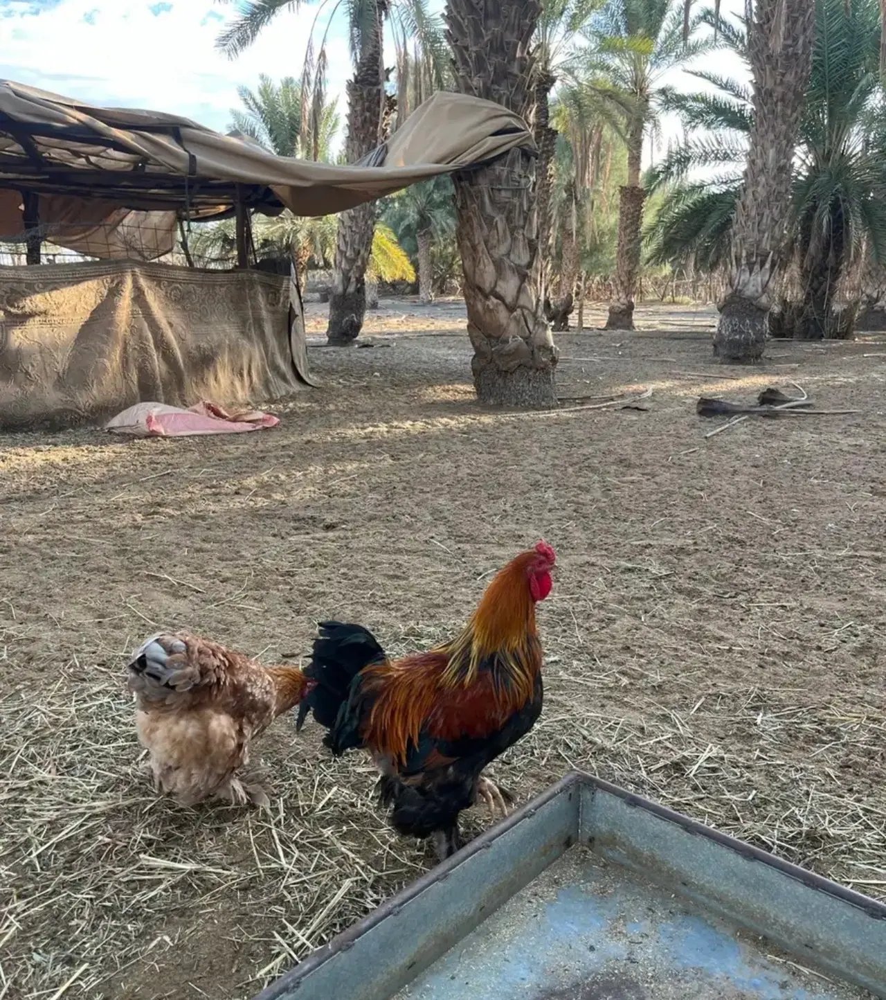 دجاج براهما