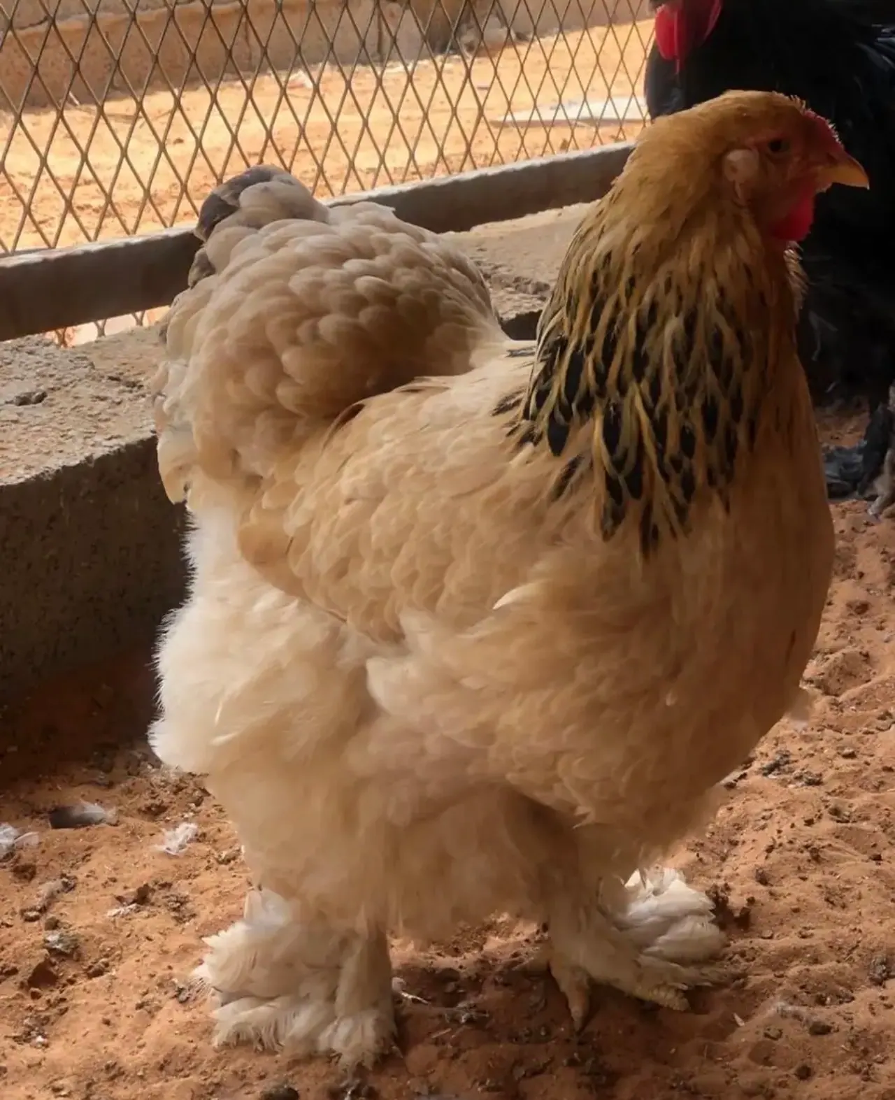 للبيع صوص براهما