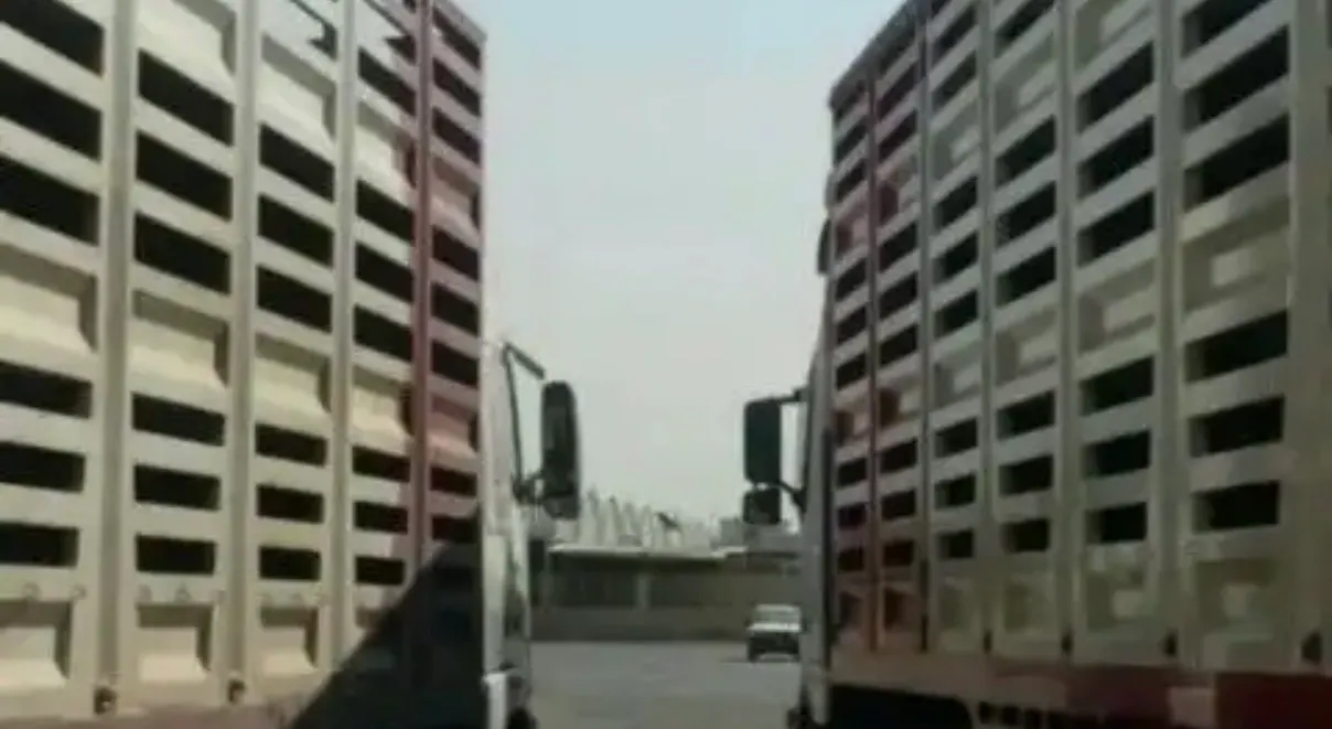 نقل غنم
